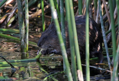Muskrat 2018-07-31