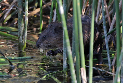 Muskrat 2018-07-31