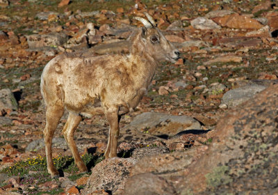 Rocky Mountain Bighorn Sheep 2018-06-30