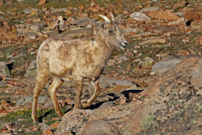 Rocky Mountain Bighorn Sheep 2018-06-30