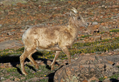 Rocky Mountain Bighorn Sheep 2018-06-30