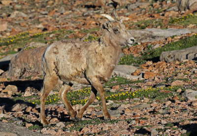 Rocky Mountain Bighorn Sheep 2018-06-30