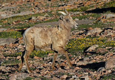 Rocky Mountain Bighorn Sheep 2018-06-30