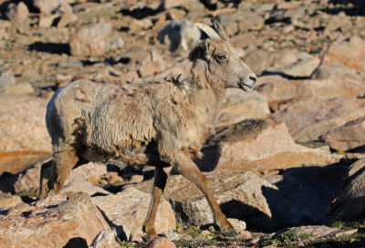 Rocky Mountain Bighorn Sheep 2018-06-30