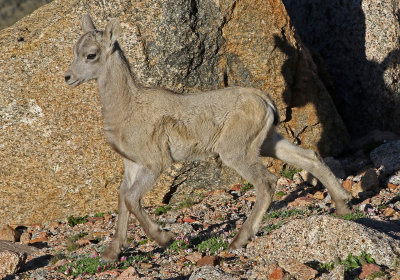 Rocky Mountain Bighorn Sheep 2018-06-30
