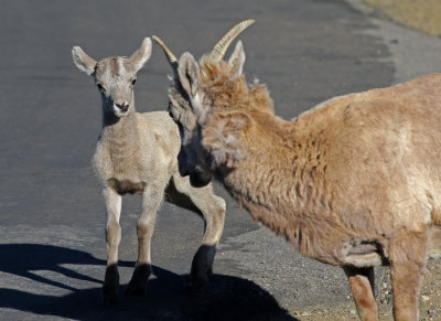 Rocky Mountain Bighorn Sheep 2018-06-30