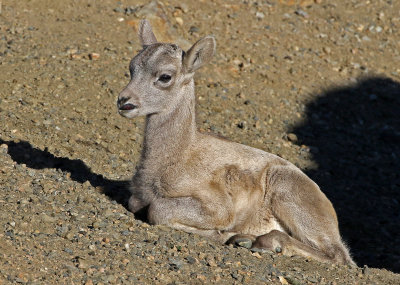 Rocky Mountain Bighorn Sheep 2018-06-30