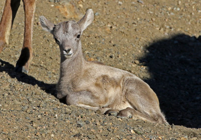 Rocky Mountain Bighorn Sheep 2018-06-30