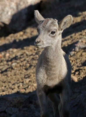 Rocky Mountain Bighorn Sheep 2018-06-30