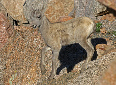 Rocky Mountain Bighorn Sheep 2018-06-30
