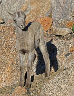 Rocky Mountain Bighorn Sheep 2018-06-30