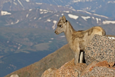 Rocky Mountain Bighorn Sheep 2018-06-30