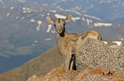 Rocky Mountain Bighorn Sheep 2018-06-30
