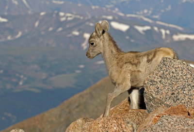 Rocky Mountain Bighorn Sheep 2018-06-30