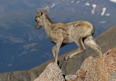 Rocky Mountain Bighorn Sheep 2018-06-30
