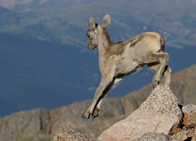 Rocky Mountain Bighorn Sheep 2018-06-30