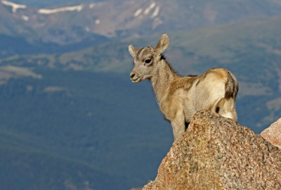 Rocky Mountain Bighorn Sheep 2018-06-30