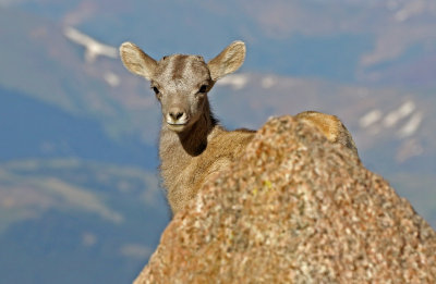 Rocky Mountain Bighorn Sheep 2018-06-30