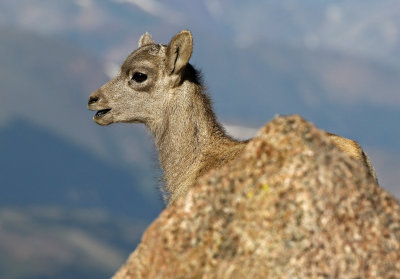 Rocky Mountain Bighorn Sheep 2018-06-30