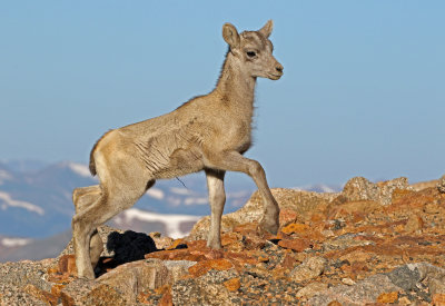 Rocky Mountain Bighorn Sheep 2018-06-30