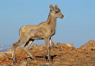 Rocky Mountain Bighorn Sheep 2018-06-30