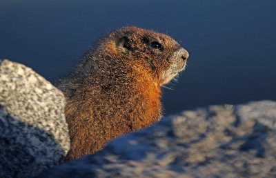 Yellow-bellied Marmot 2018-06-30