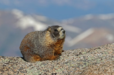 Yellow-bellied Marmot 2018-06-30