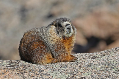 Yellow-bellied Marmot 2018-06-30