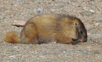 Yellow-bellied Marmot 2018-06-30