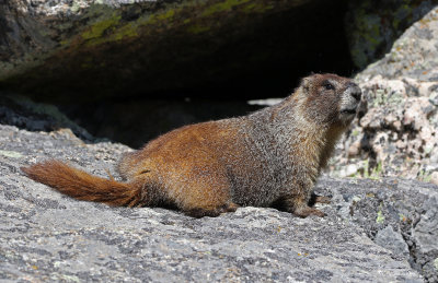 Yellow-bellied Marmot 2018-06-30