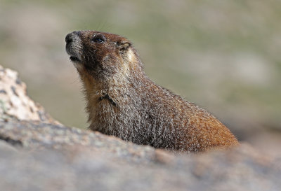 Yellow-bellied Marmot 2018-06-30