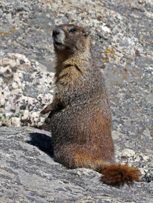 Yellow-bellied Marmot 2018-06-30