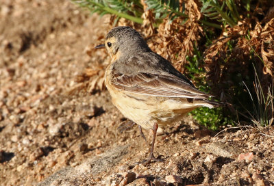 American Pipit 2018-06-30