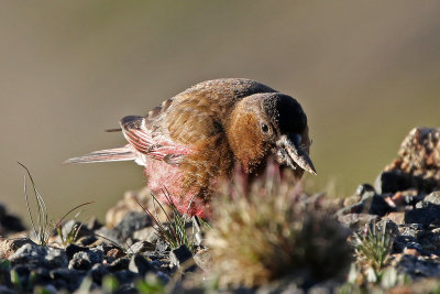 Brown-capped Rosy-Finch 2018-06-30