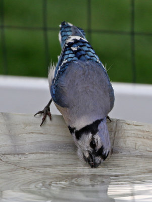 Blue Jay 2018-06-15