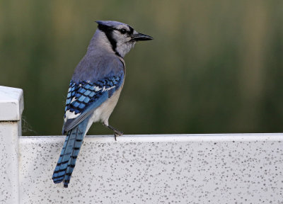 Blue Jay 2018-06-16