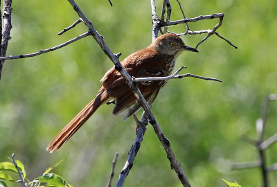 Brown Thrasher 2018-06-21