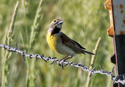 Dickcissel 2018-06-10