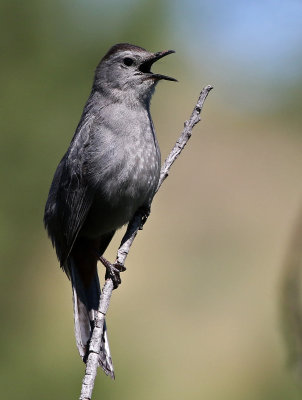 Gray Catbird 2018-06-21