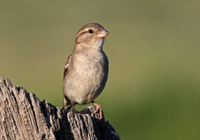 House Sparrow 2018-06-10