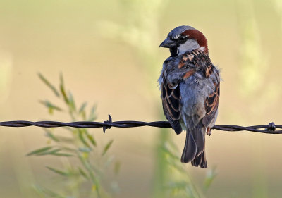 House Sparrow 2018-06-10