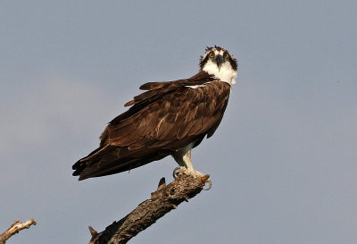 Osprey 2018-06-29