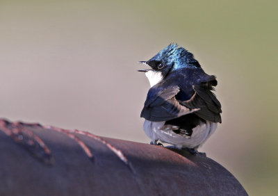 Tree Swallow 2018-06-30