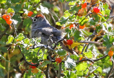 Virginia's Warbler 2018-06-21
