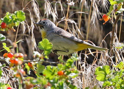Virginia's Warbler 2018-06-21