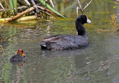 American Coot 2018-07-01