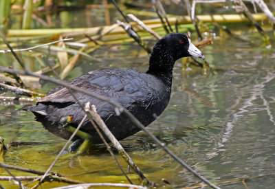American Coot 2018-07-01