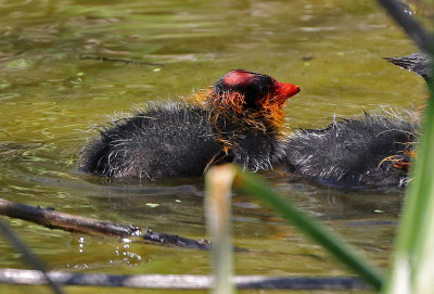 American Coot 2018-07-01