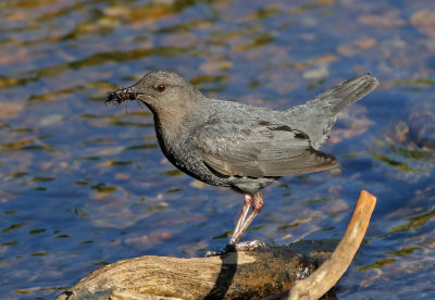American Dipper 2018-07-08