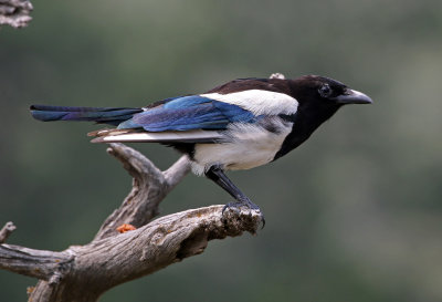 Black-billed Magpie 2018-07-29